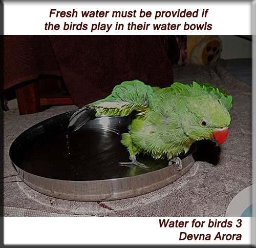 Devna Arora - Water for birds